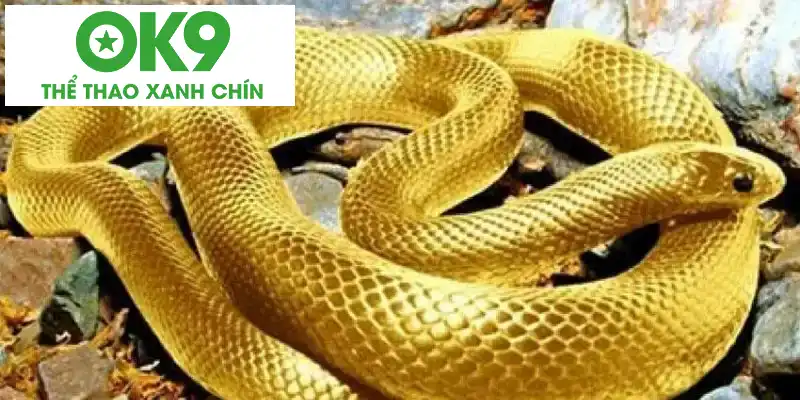 Giải đáp thắc mắc mơ thấy rắn đánh con gì để thắng lớn